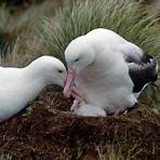 albatross bird1