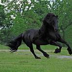 frederick the great horse friesian stallion4
