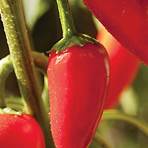 Chili pepper2