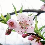 peach blossom3