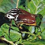 Insect wikipedia2
