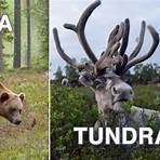 taiga und tundra leicht erklärt4