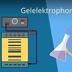 gelelektrophorese dna2