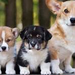 interesting facts about dogs and puppies1