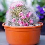 Flor de cactus1