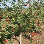 gourmet carmel apple orchard hill rd cleveland2