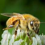 honey bee animal4