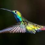 Hummingbird3