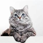 What are some fun facts about animals like cats?3