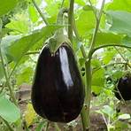 eggplant pictures of plants3