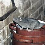 where do rats live2