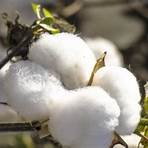 produção de algodão na grécia1