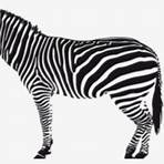 zebra png draw3