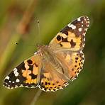 Painted Lady5