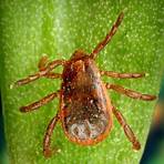 Are ticks parasitic or invertebrate?3