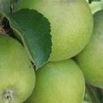 adam's apples for sale4