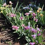 iris pflanzenfamilie3