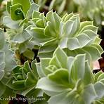 euphorbia myrsinites plants for sale3