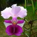 mandai orchid gardens4