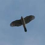 How do you identify a hawk?3