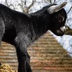 Billy Goat Pictures2