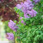 yankee doodle lilac bush4
