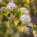 maggie renzi wikipedia free photos of amber jubilee ninebark shrub bushes1