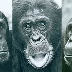 People of the Forest: The Chimps of Gombe filme2