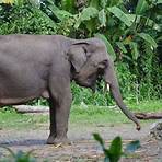 elephant mode de vie2