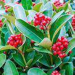holly plant2
