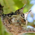 paragraph about hummingbirds nests mothers and babies4