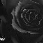 Black Rose3