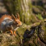 The Red Squirrel5