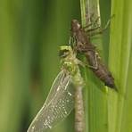 dragonfly nymph3