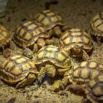 schildkrötenpark ajaccio3