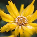 how and when to cut back coreopsis in spring2