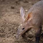 why aardvark has a sticky tongue meaning4