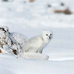 arctic fox animals3