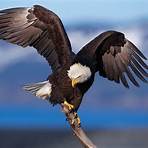 eagles wikipedia3