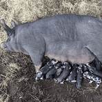 berkshire pigs1