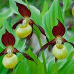 heimische orchideen bilder3