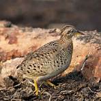 bottom quails in the wild2