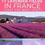 lavender fields1