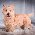 cairn terrier1