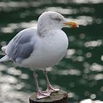 Gull Natorp4