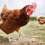 Why were hens so timid?3