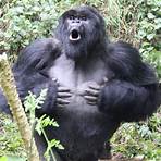 un gorila4