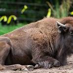 american bison1