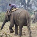 asian elephant wikipedia1