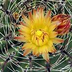 ferocactus robustus2